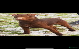 Patterdale Terrier dogs for stud: Chocolate patterdale in Stockport - Image 4