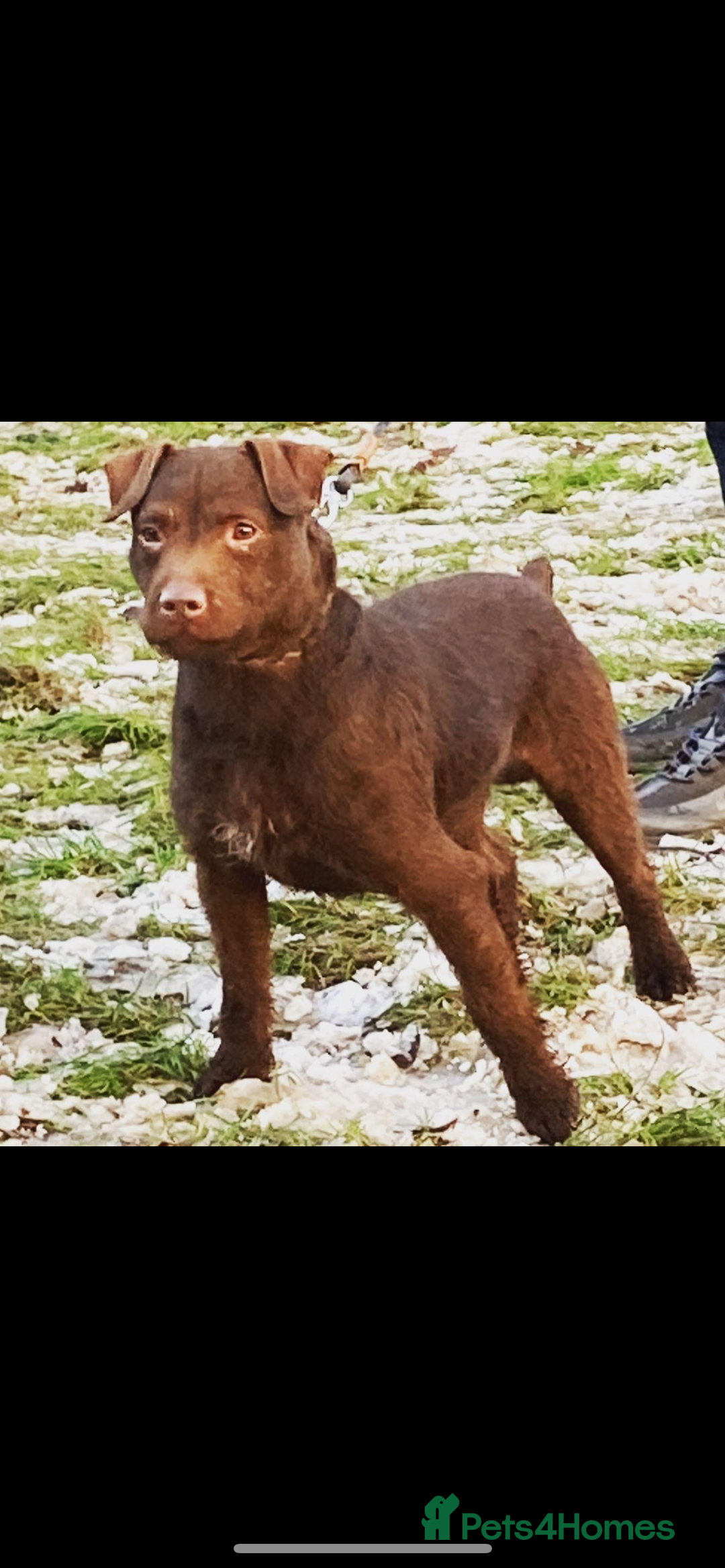Patterdale Terrier dogs for stud: Chocolate patterdale in Stockport - Image 4