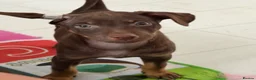 Mexican Hairless dogs for sale: NEW intermediate naked boy 2000 read the advert. - Advert 9