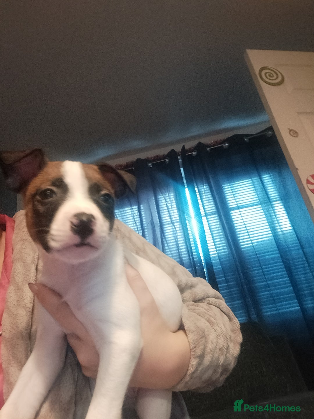 Mixed Breed dogs for sale: Cute litter of puppies  - Advert 8