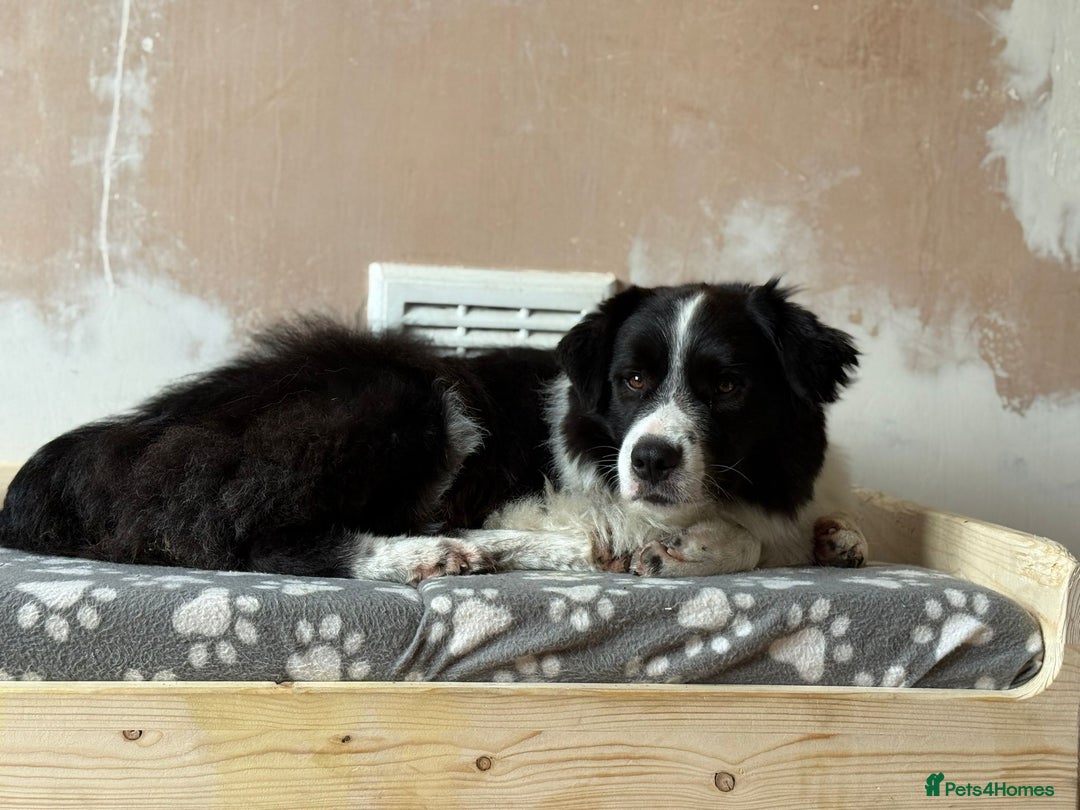 Australian Shepherd dogs for adoption: Marvin Needs Single or Couple, Without Pets Home - Advert 6