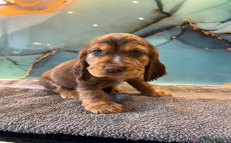 Cocker Spaniel dogs - Advert 7