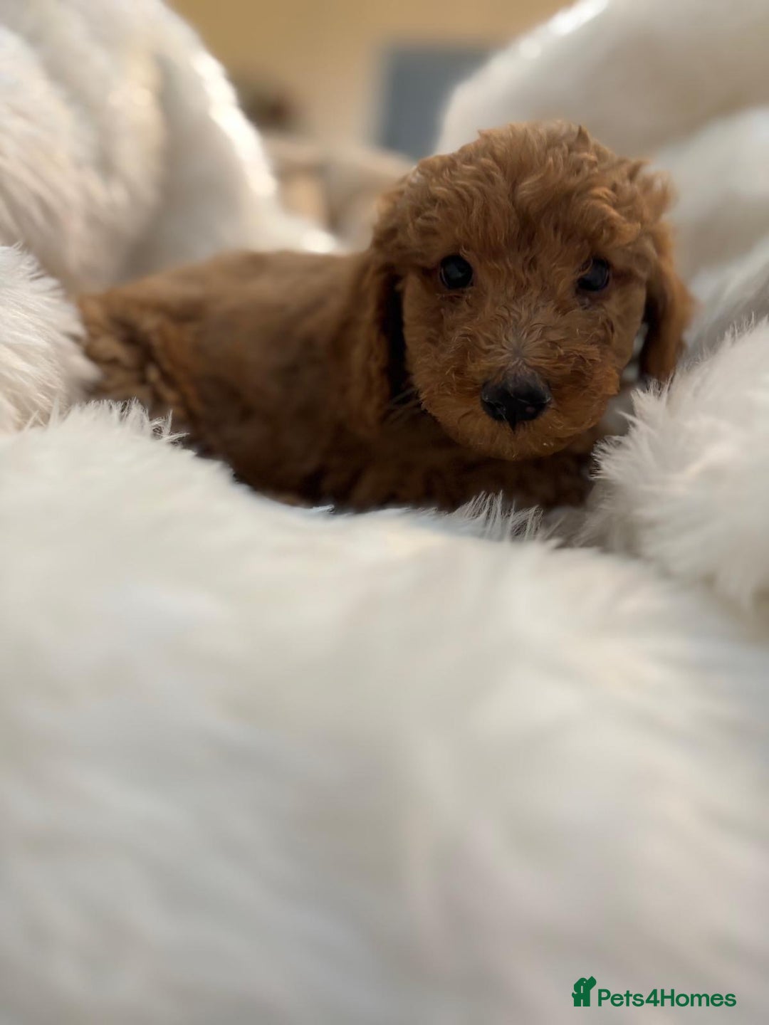 Goldendoodle dogs for sale: F1Goldendoodel puppies now ready for new home  - Advert 4