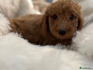 Goldendoodle dogs F1Australian Goldendoodel puppies - Advert 12
