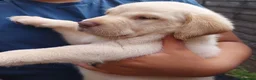 Labrador Retriever dogs for sale: Labrador puppies 🐶  in Rushden - Advert 9