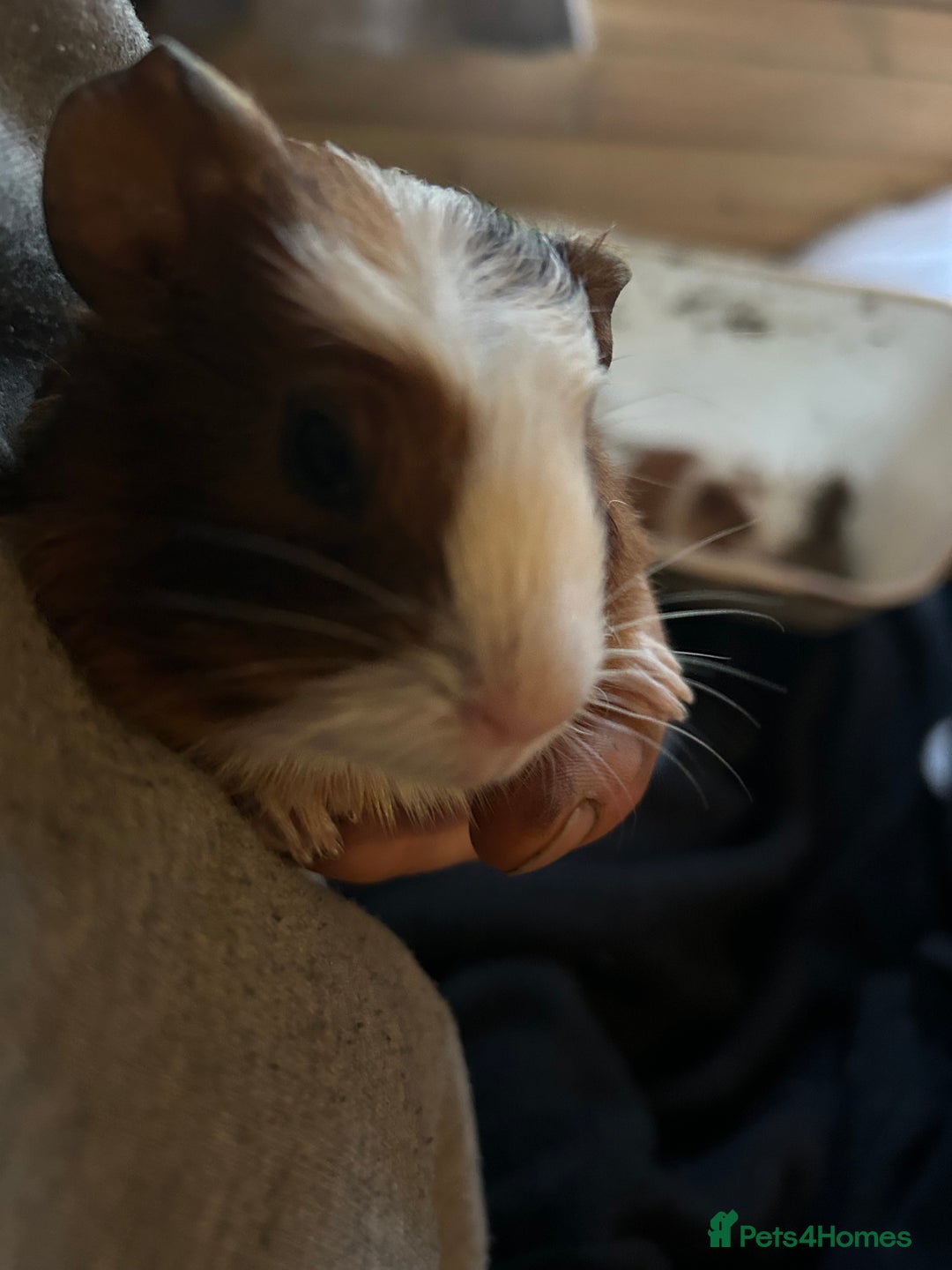 Guinea Pig rodents for sale: Beautiful Baby Guinea Pigs. - Advert 20