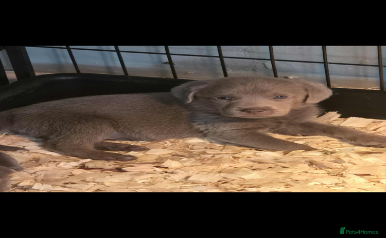 Labrador Retriever dogs - Advert 30