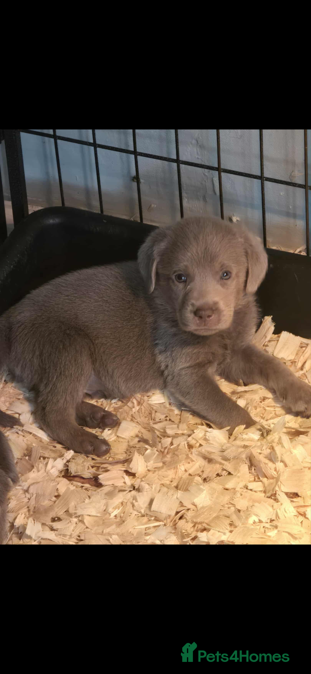 Labrador Retriever dogs for sale: Stunning silver Labradors  - Advert 11