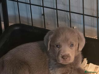 Labrador Retriever dogs - Advert 18