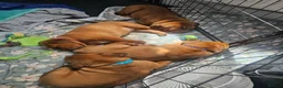 Dogue De Bordeaux dogs for sale: 🐾 4 Beautiful Dogue De Bordeaux Puppies 🐾 in Crewe - Advert 5