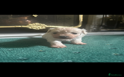 Mixed Breed dogs for sale: Gorgeous Bichon Frise x Maltese Puppies - Image 7