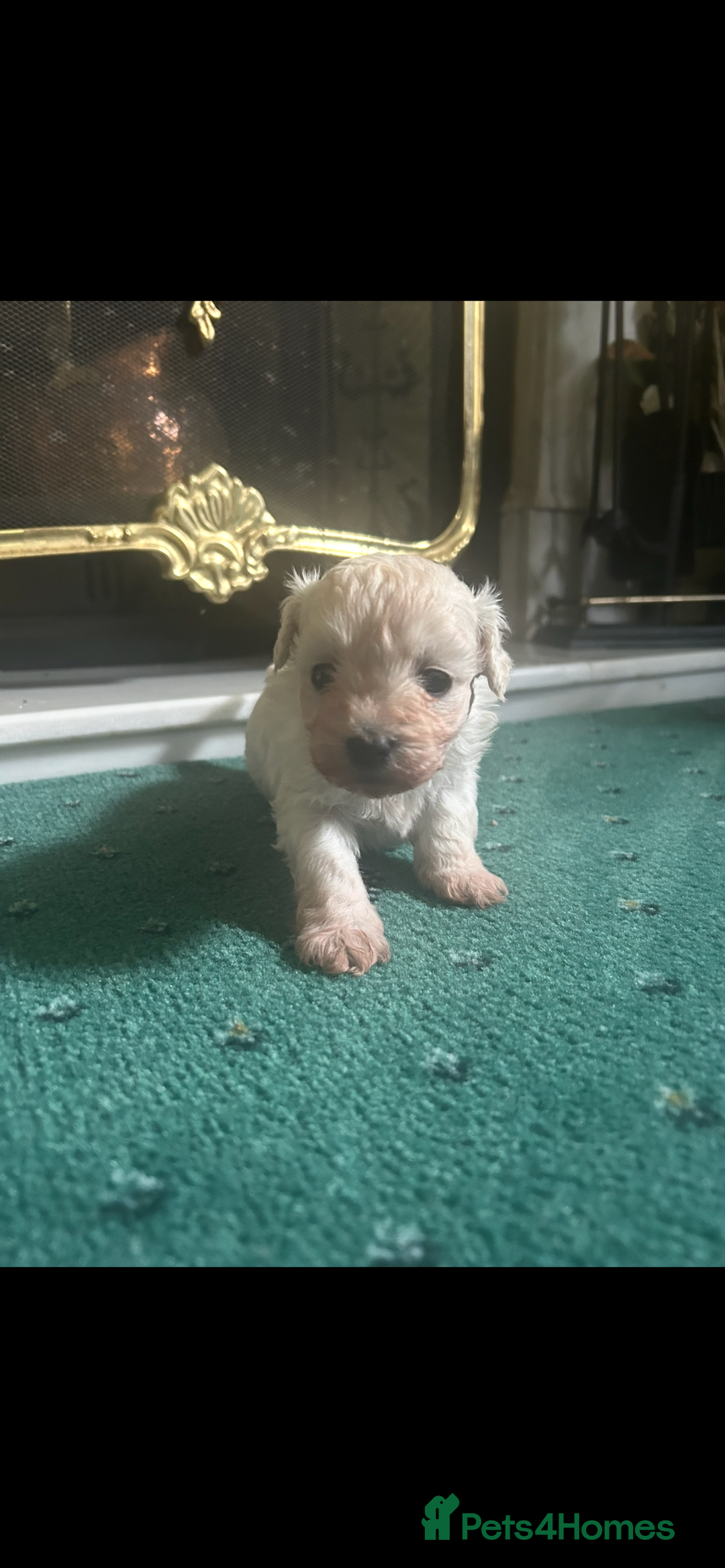 Mixed Breed dogs for sale: Gorgeous Bichon Frise x Maltese Puppies - Image 7