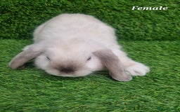 Mini Lop rabbits for sale: Purebred mini lops  - Image 9
