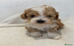 Maltipoo dogs for sale: Waiting list now open , health tested, Maltipoo’s - Image 2