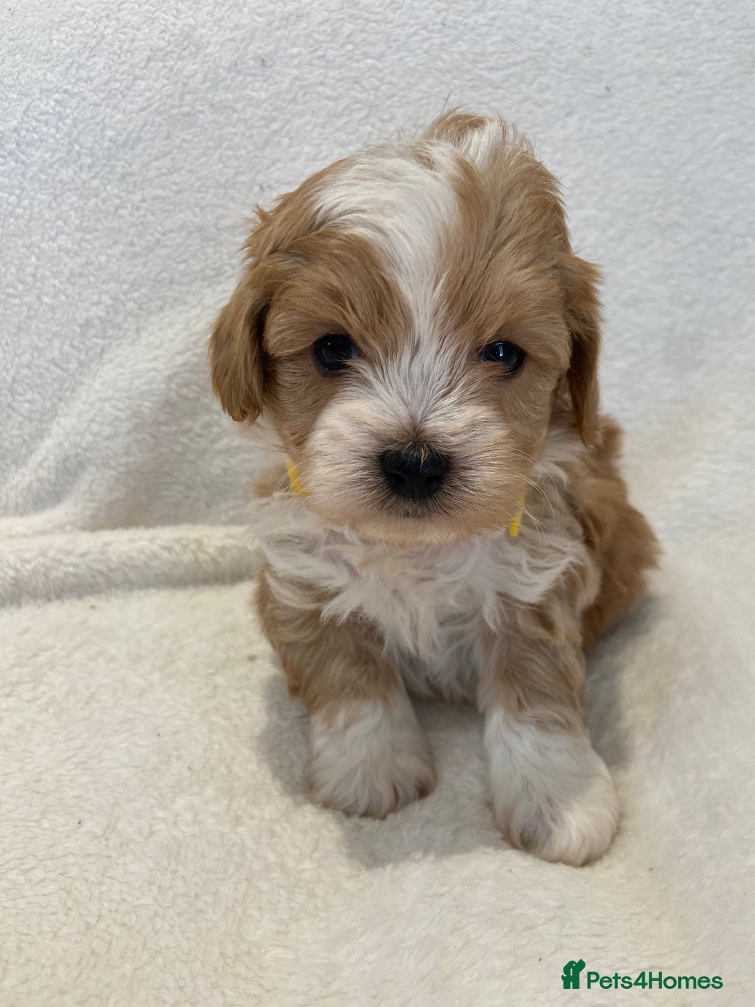 Maltipoo dogs for sale: Waiting list now open , health tested, Maltipoo’s - Image 2