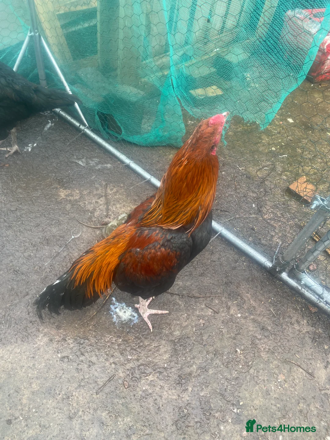 Hens poultry for sale: O shamo, shamo, Pakistani aseel and miwali   - Advert 21