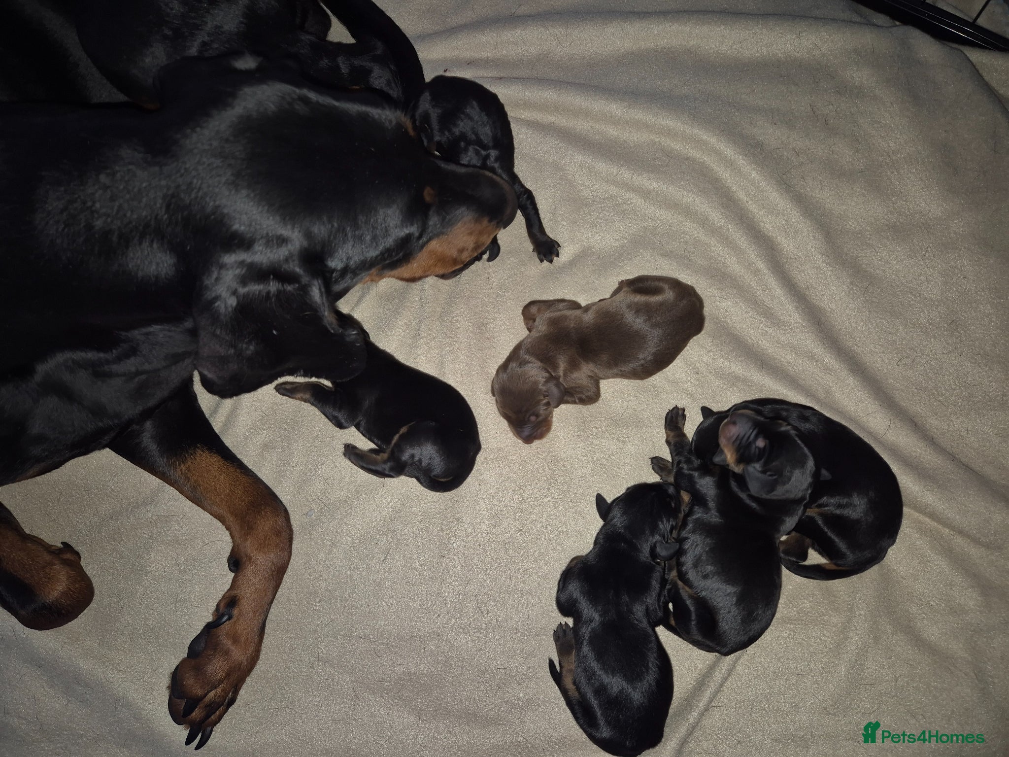 Dobermann dogs ⭐️⭐️⭐️⭐️⭐️ KC Reg European Dobermann puppies - Advert 3