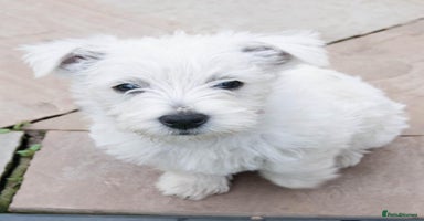 West Highland Terrier dogs - Advert 10
