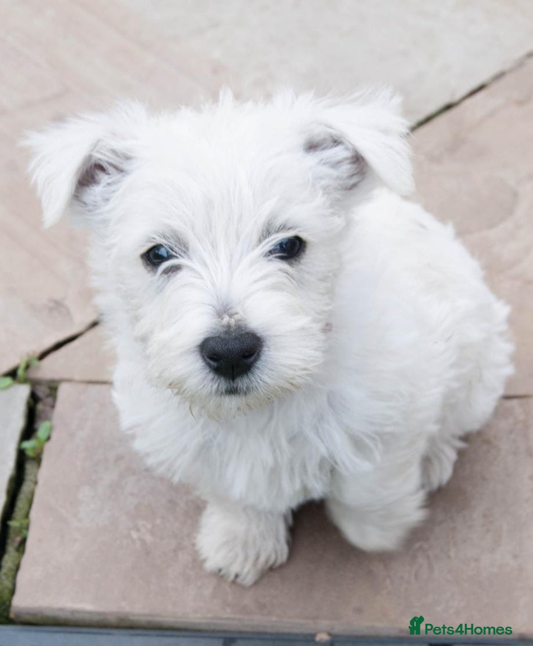 West Highland Terrier dogs for sale: HEALTH CHECKED PUPPIES  - Image 3
