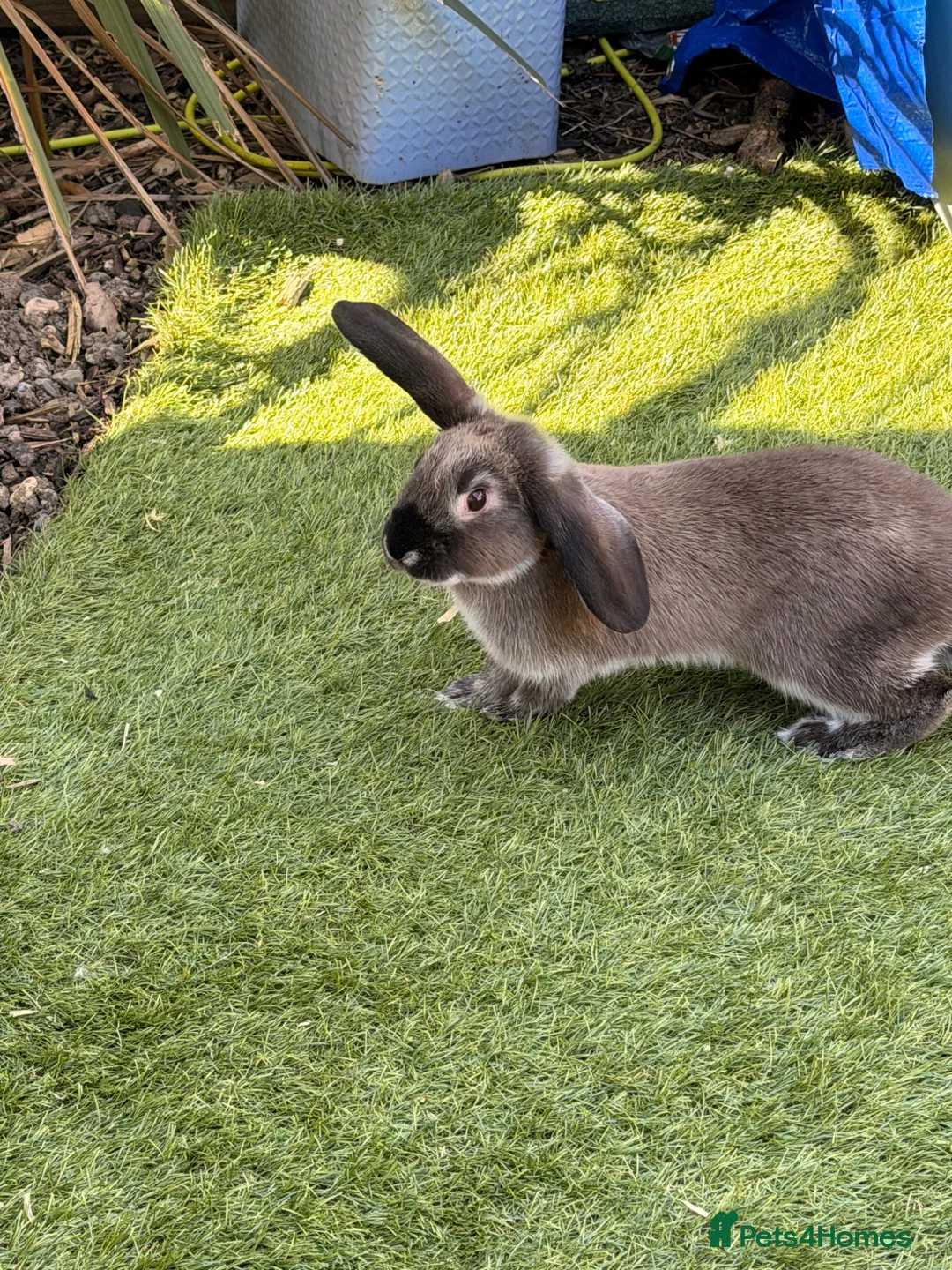 Dwarf Lop rabbits for sale: Dwarf Lop Baby Male Rabbit  in Weston-super-Mare - Advert 7