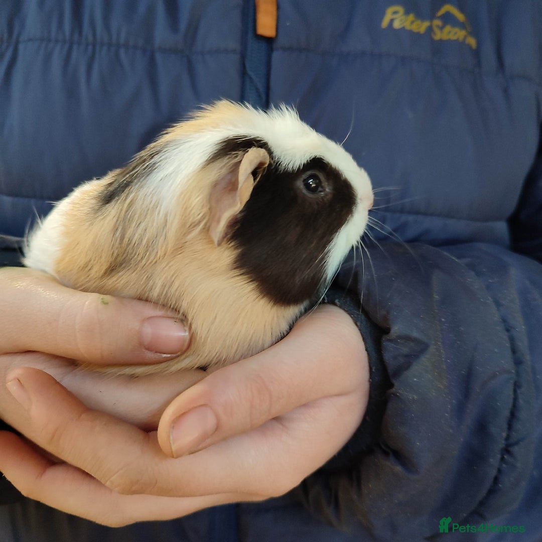 Guinea Pig rodents for sale: Guinea pigs for sale  - Advert 12