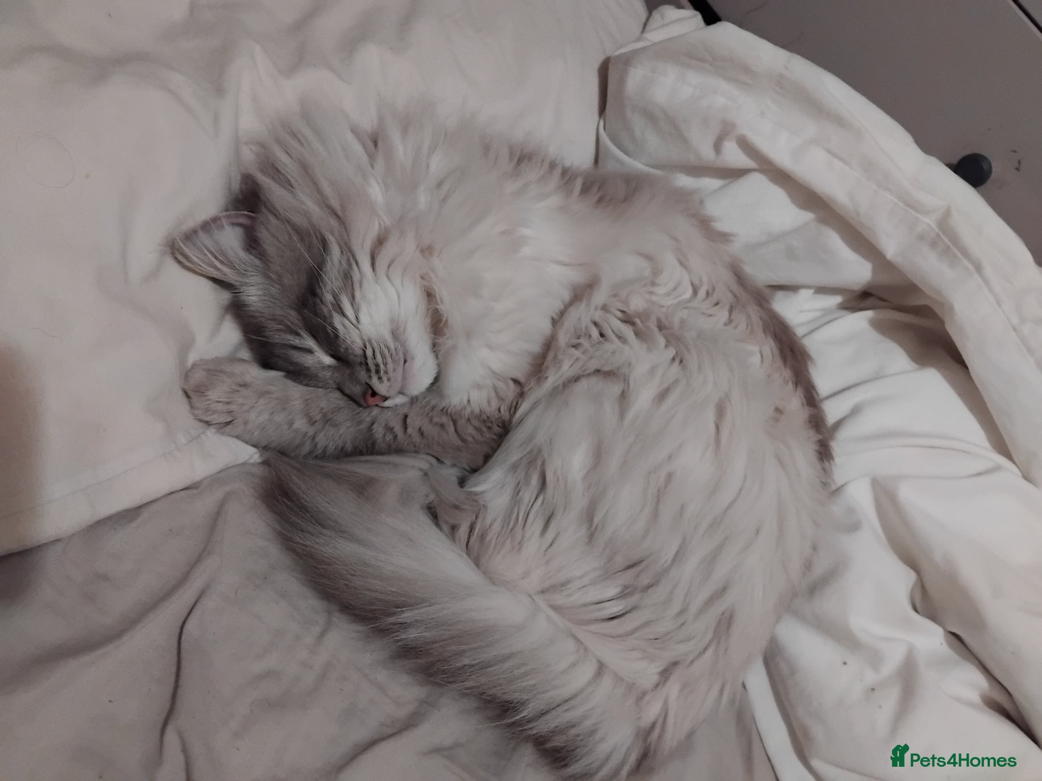 Ragdoll cats for stud: Beautiful 3 year old Ragdoll for stud  - Advert 5