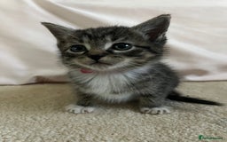 Ragdoll cats for sale: Ragdoll X Kittens - Image 19