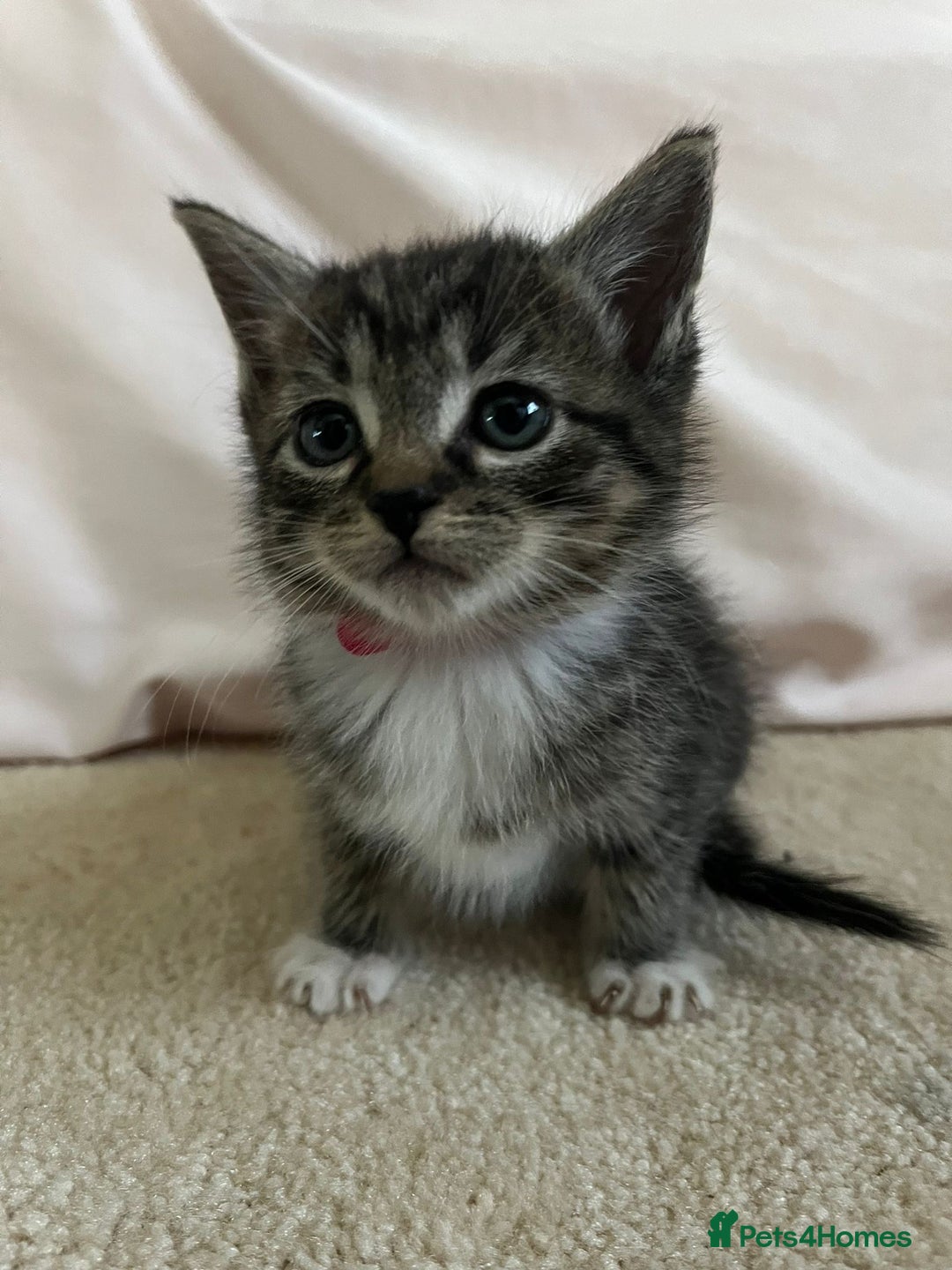 Ragdoll cats for sale: Ragdoll X Kittens - Image 19