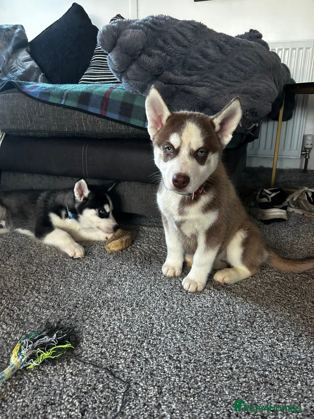 Siberian Husky dogs for sale: Siberian husky boys  - Advert 11
