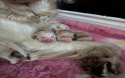 Mini Goldendoodle dogs for sale: Stunning F1 Mini Goldendoodles  - Image 15