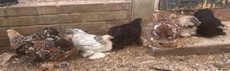 Chickens poultry for sale: Pekin bantams  - Advert 6