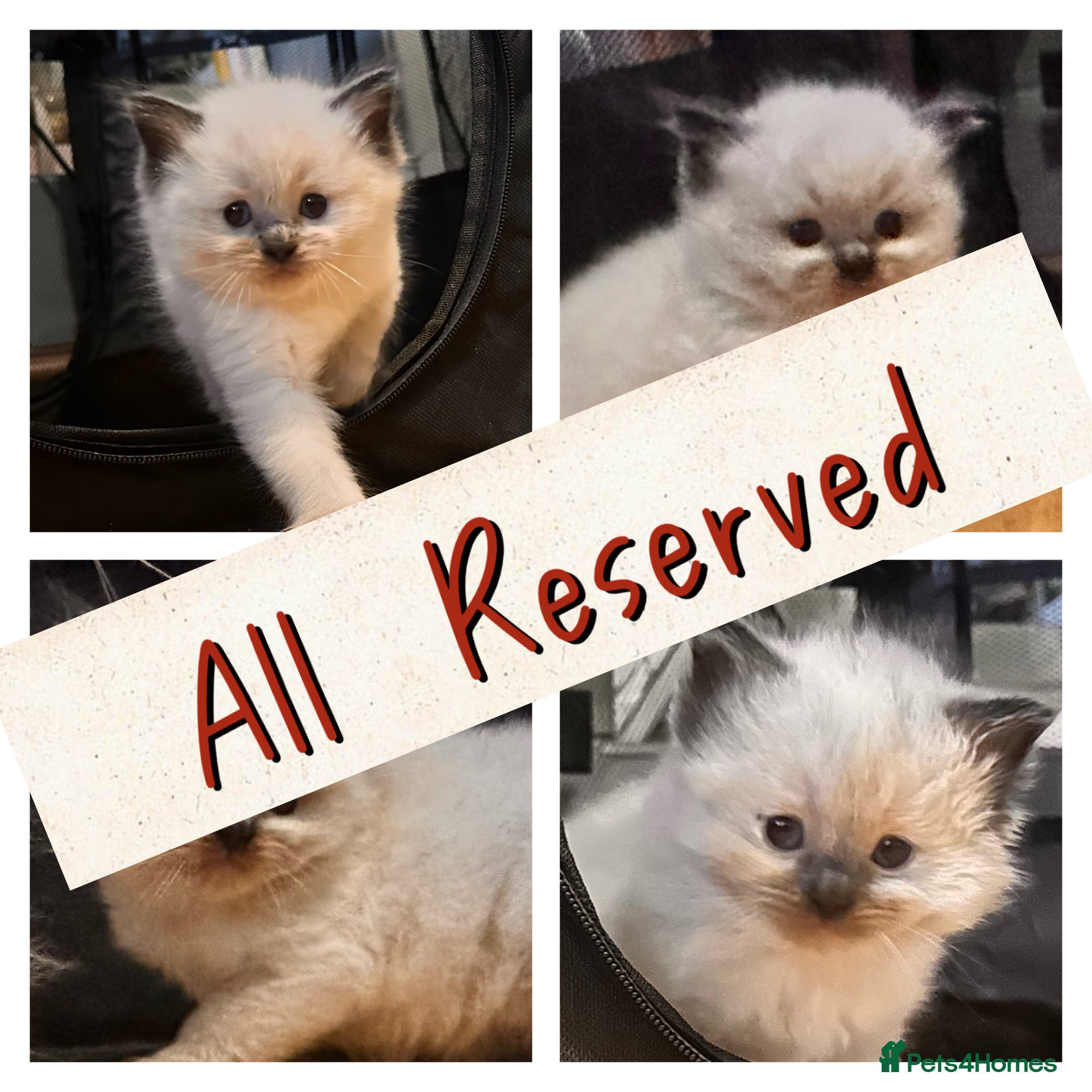 Ragdoll cats Pure ragdoll  - Advert 7