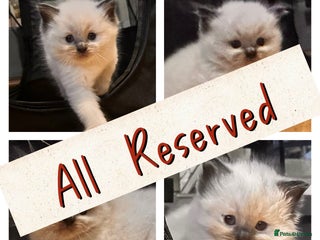 Ragdoll cats Pure ragdoll - Advert 7