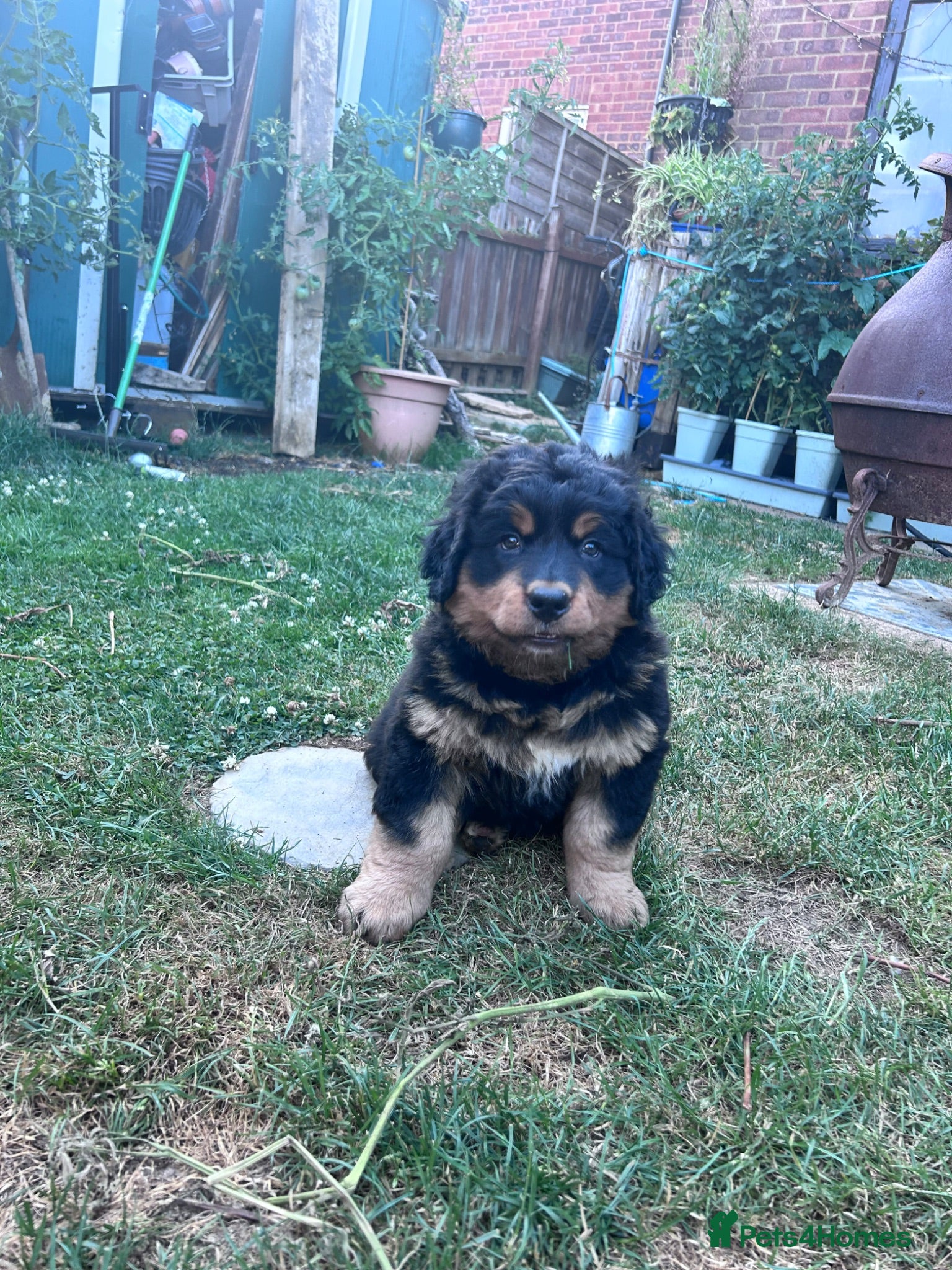 Mixed Breed dogs LABERNESE puppies - Advert 1