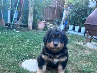 Mixed Breed dogs LABERNESE puppies (****READY NOW ***) - Advert 2