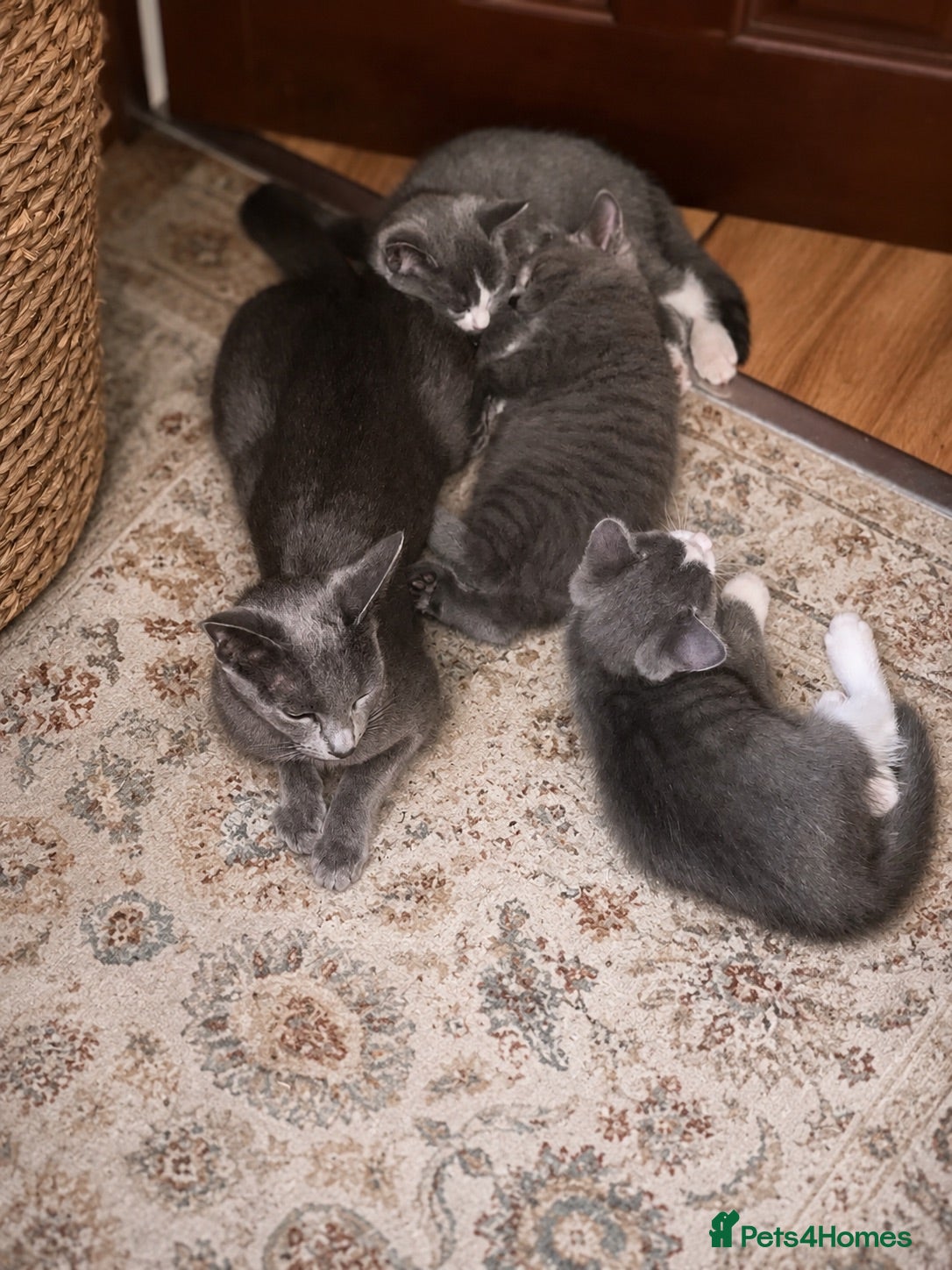 Russian Blue cats Russian blue x British short hair  - Advert 1