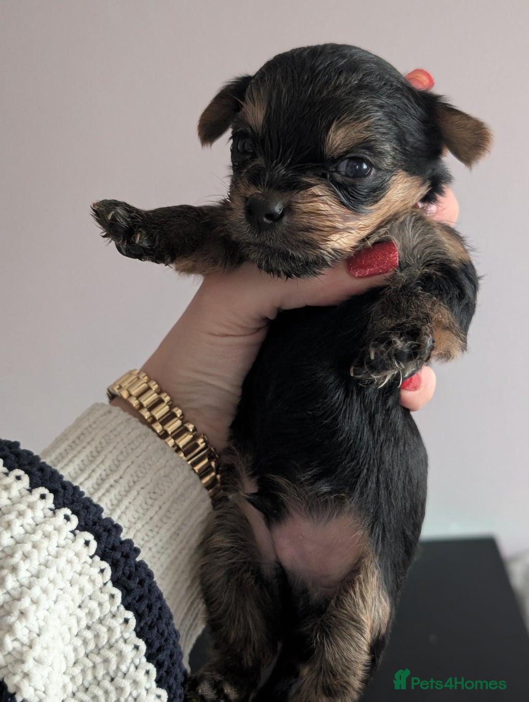 Yorkshire Terrier dogs for sale: Pedigree Yorkshire Terrier pups for sale - Advert 3
