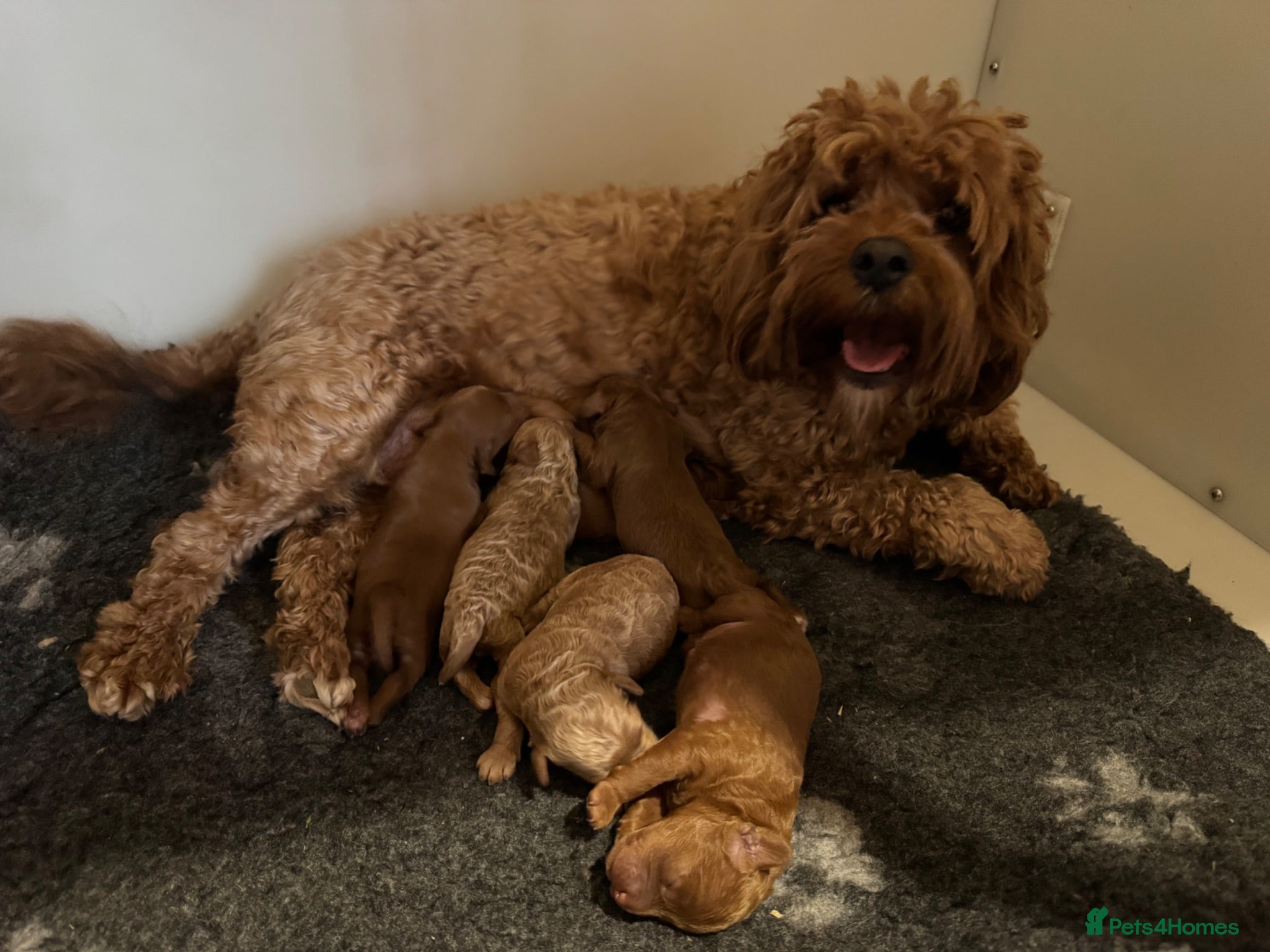 Cavapoo dogs Stunning F1b Cavapoo puppies- 5* licensed - Advert 2