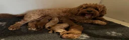 Cavapoo dogs for sale: Stunning F1b Cavapoo puppies- 5* licensed - Advert 1