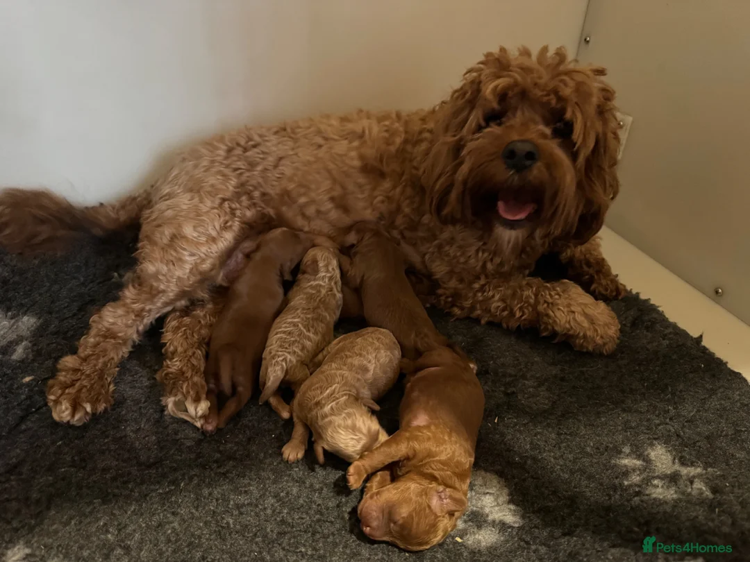 Cavapoo dogs for sale: Stunning F1b Cavapoo puppies- 5* licensed - Advert 1
