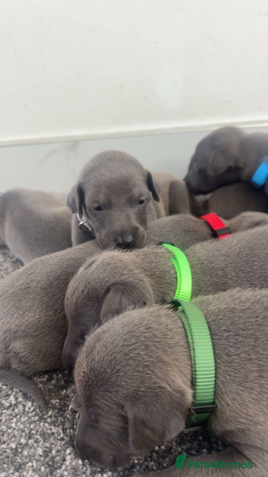 Whippet dogs Blue whippet puppies 💙❤️🏡 - Advert 9