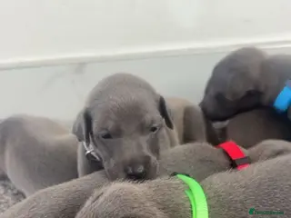 Whippet dogs Blue whippet puppies 💙❤️🏡 - Advert 9