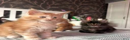 Maine Coon cats for sale: BEAUTIFUL MAINE COON KITTENS LOOKING FOR NEW HOME - Advert 25