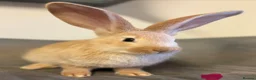 Continental Giant rabbits for sale: Pure Bred Continental Giants  - Advert 8