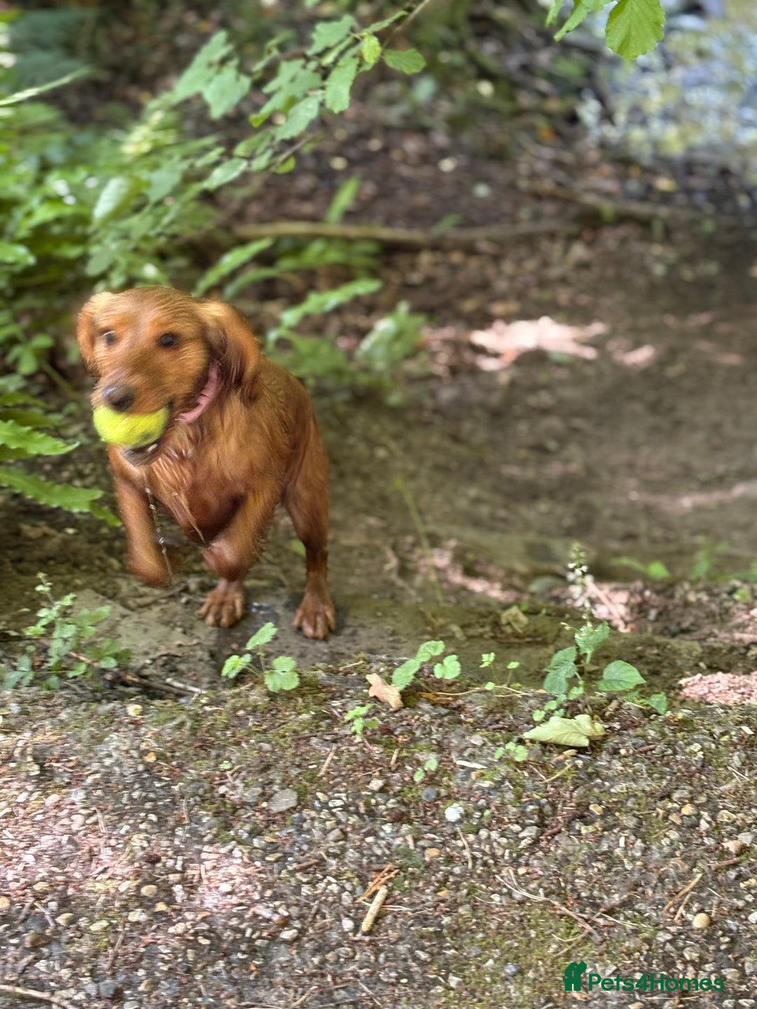 Cocker Spaniel dogs for sale: Cocker spaninel  - Advert 4