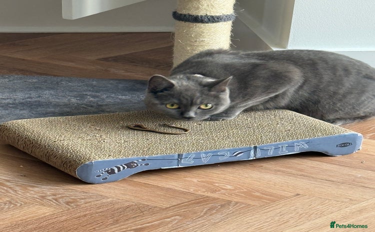 British Shorthair cats - Advert 6