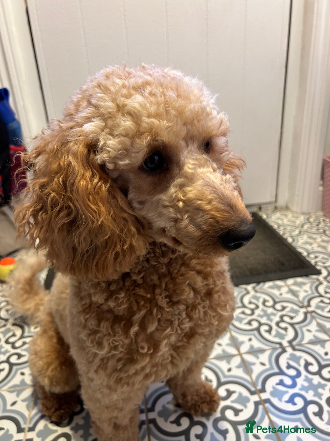 Cavapoo dogs for sale: Cavapoo puppies for sale - Advert 11