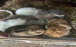 French Lop rabbits for sale: Pure French lop baby bunnies for sale  - Image 14