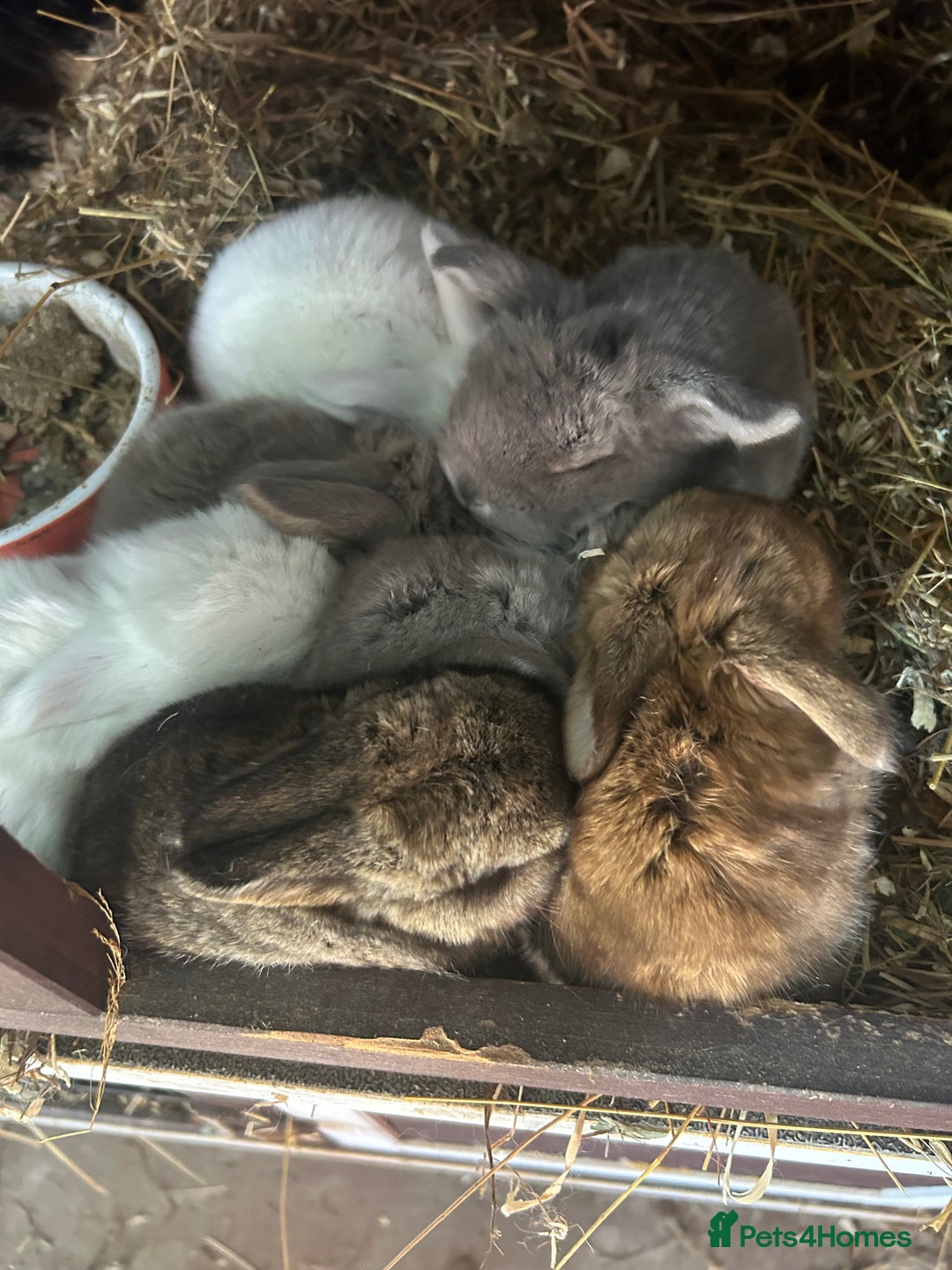 French Lop rabbits for sale: Pure French lop baby bunnies for sale  - Image 14