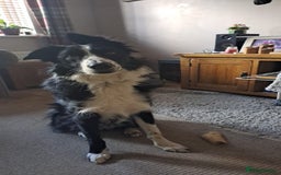 Border Collie dogs for sale: Border Collie (Benji) - Image 3